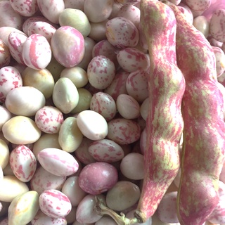 500gr ĐẬU CÚC ĐÀ LẠT