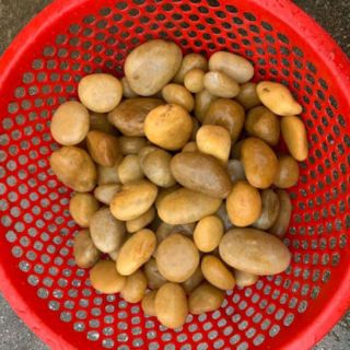 Sỏi vàng tự nhiên