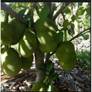 Cây giống mít thái ruột đỏ