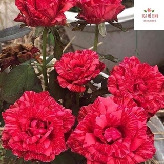 Hoa hồng bụi Red Intuition rose đỏ sọc đột biến-Hoa Mê Linh