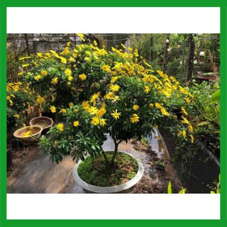 Hạt giống Hoa Cúc Thân Gỗ
