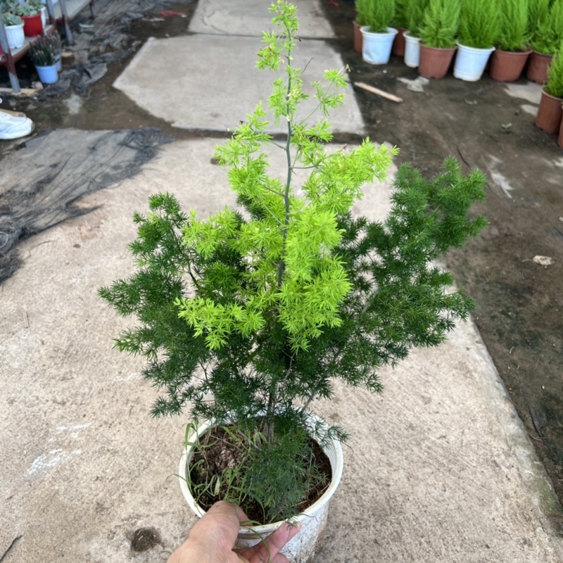 Cây tùng nhỏ cao 25-30cm, cây phong thủy để bàn trang trí nội thất, ban công tượng trưng sự ngay thẳng