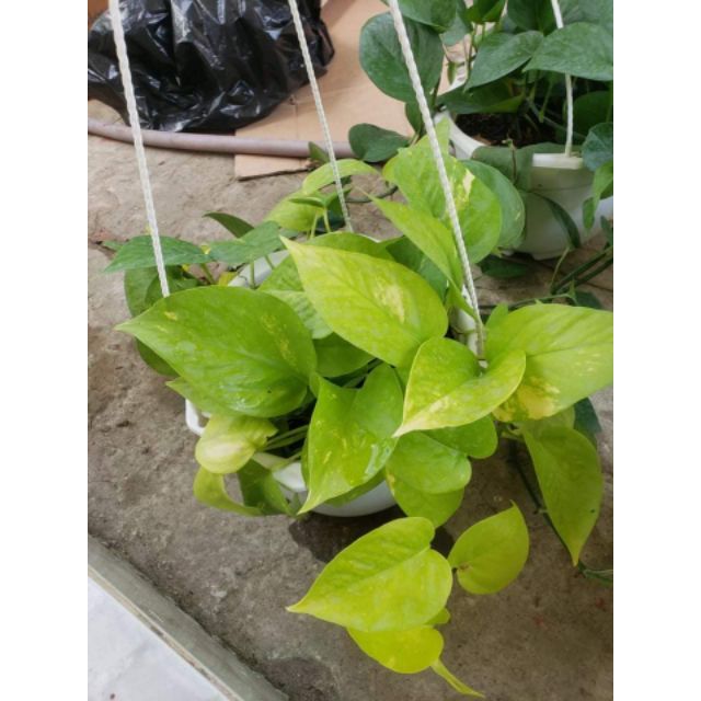 Trầu Bà Thái Vàng và  thái Xanh