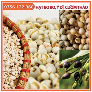 Hạt Cây Bo bo Cây Ý Dĩ Cườm Thảo - gói 500g - hạt giống loại 1 chất lượng cao
