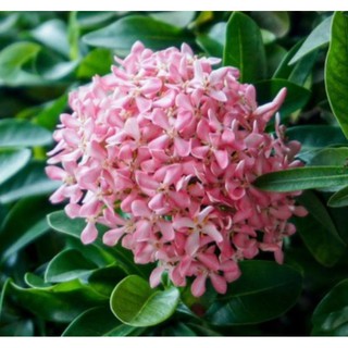 Hoa Mẫu Đơn ( Bông Trang) Hồng Phấn