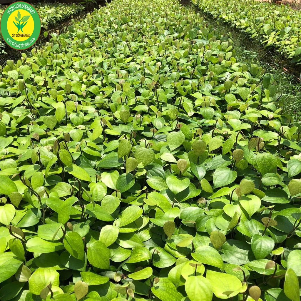 Giống Tiêu Srilanka Giống Hồ Tiêu Năng Suất Cao Nhất