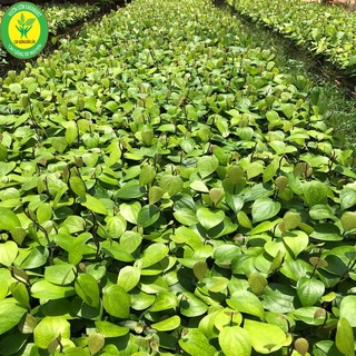 Tiêu giống ăn hạt (tiêu ác vĩnh linh)