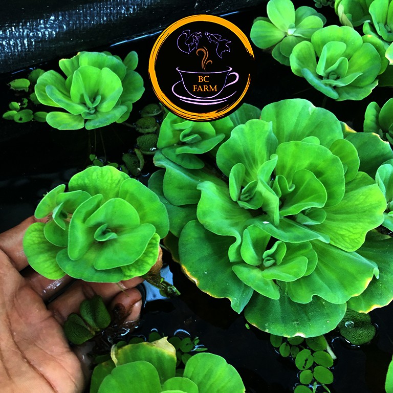 BÈO HOA HỒNG☘️Thủy Sinh☘️Dễ Thương