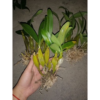 1 Bó Lan Sơn Thủy Tiên