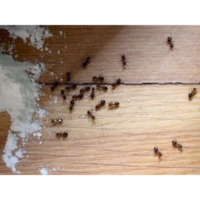 BỘT PHẤN KIẾN  - VIPESCO 🐜🐜 🐜🐜KIẾN & GIÁN🪳🪳