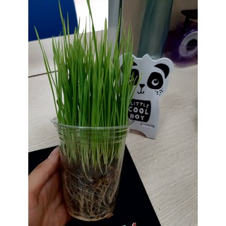 (FREE SHIP) Combo cỏ lúa mì/cỏ mèo/thỏ/chó tự trồng
