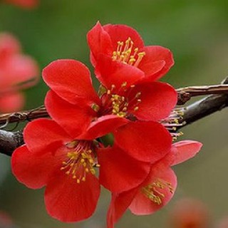 Hạt giống hoa mai trung quốc hoa màu đỏ _ tặng kèm 3 viên nén ươm hạt - HG1
