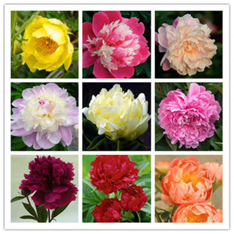 Hạt giống hoa mẫu đơn Bốn mùa gieo nhiều màu tùy chọn tỷ lệ nảy mầm siêu cao 95% 20h