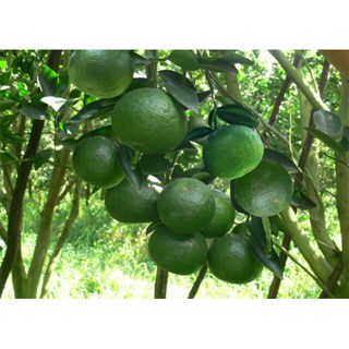 Cây Cam Sành ( cỡ bầu lớn)