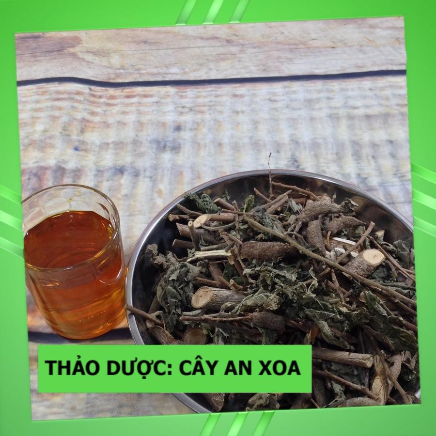 [Ảnh Thật] Cây An Xoa Thuốc Nam