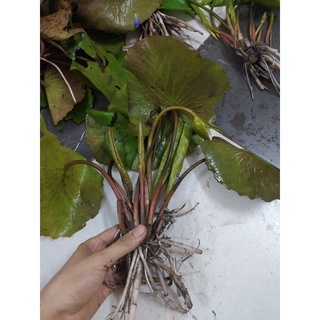 ( RẺ VÔ ĐỊCH)- Cây hoa súng Thái lớn