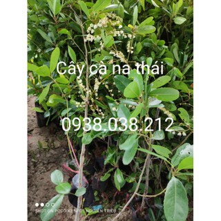 CÂY GIỐNG CÀ NA THÁI
