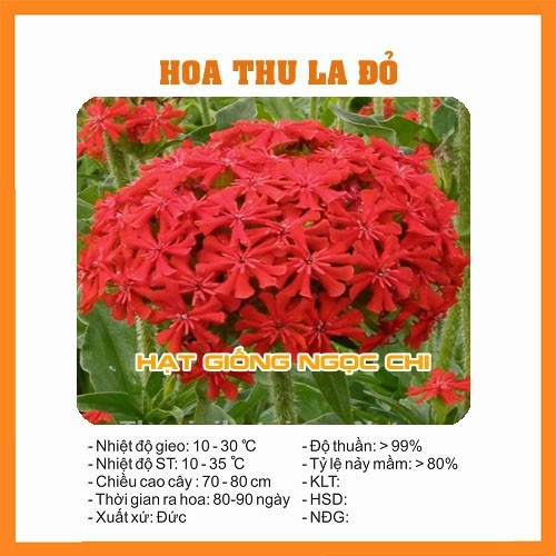 Hạt Giống Hoa Thu La Đỏ - 50 Hạt