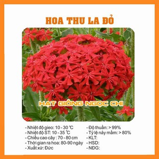 Hạt giống hoa thu la đỏ - 50 hạt