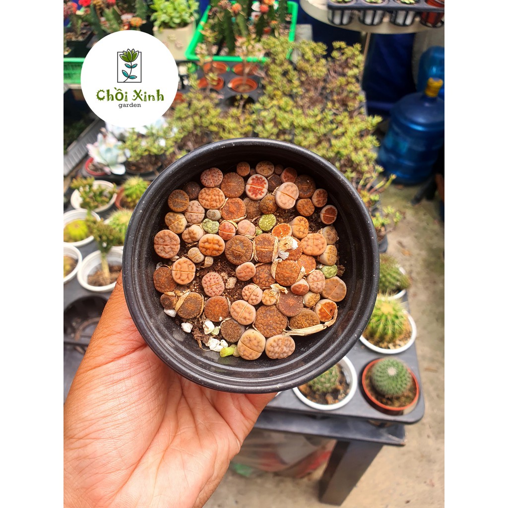 Chậu sen mông mini ( hơn 50 cây 1 chậu ) - lipthops - thạch lan