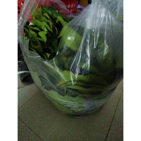 Lá Vối Nếp Tươi Tự Nhiên