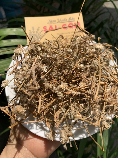 Cây Nở Ngày Đất 1kg