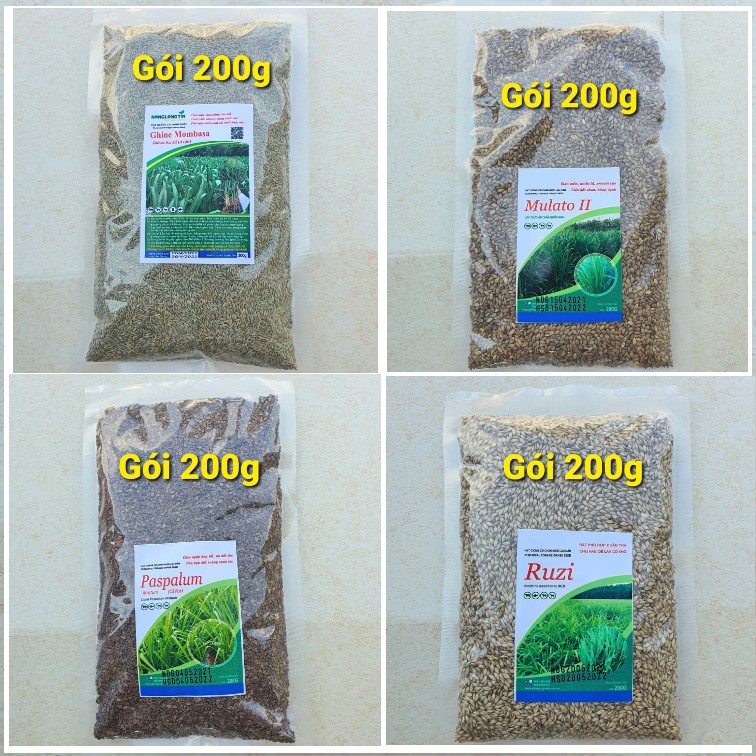 Các loại giống cỏ chăn nuôi cho gia súc lớn, Loại cỏ Ghine Mombasa, Mulato 2, Ruzi, Paspalum -Cỏ lâu năm