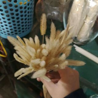 Cỏ sâu róm