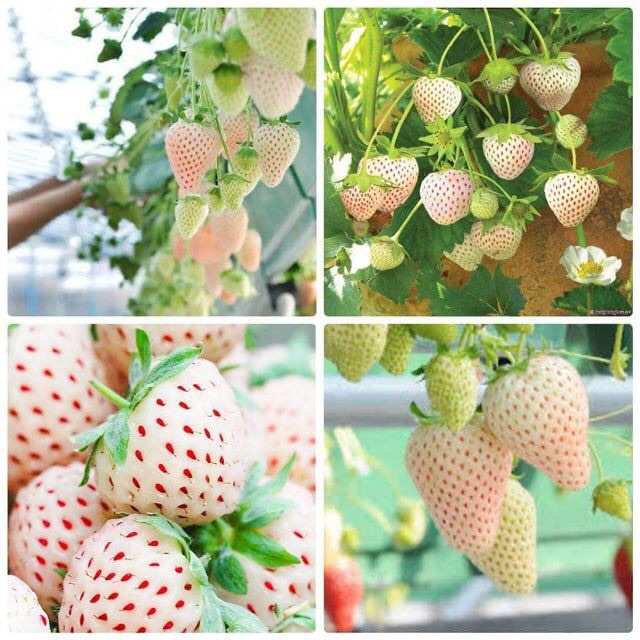 Dâu Tây Màu Bạch Tuyết