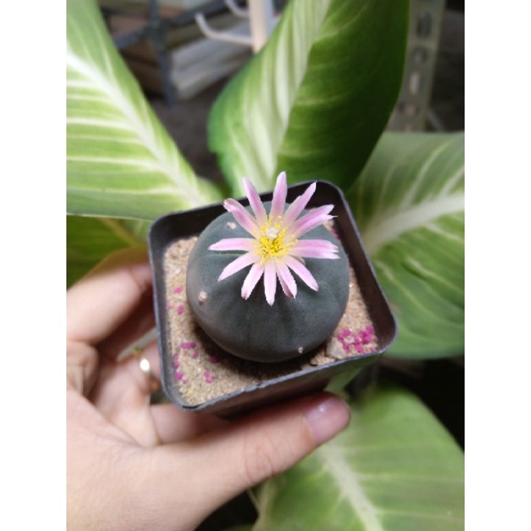 Xương rồng lopho