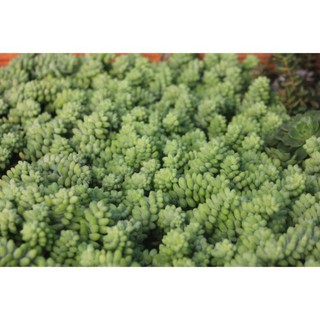 Hạt giống sen đá chuỗi ngọc 20 hạt