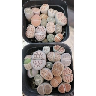 chậu sen mông ,thạch lan , Lithops size to gần 20 cây