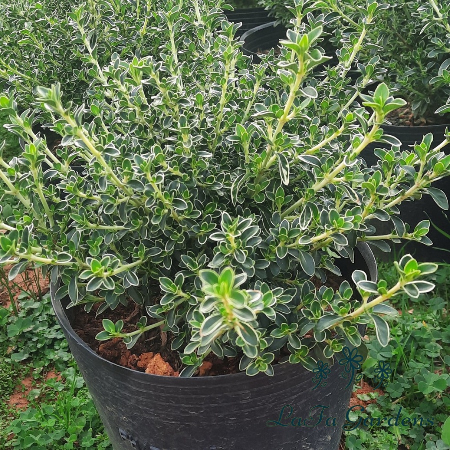 Cây cảnh bạch tuyết mai LAFA GARDEN, kích cỡ tùy chọn , cây bonsai hoa màu trắng
