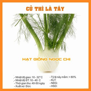 Hạt Giống Cây Thì Là Tây Lấy Củ (Củ Hồi) - 1Gram