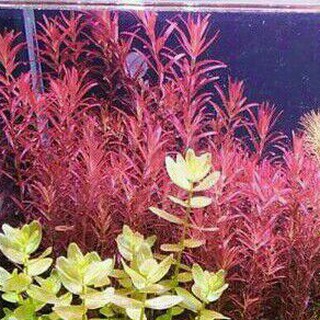 Cây thủy sinh VẢY ỐC SIÊU ĐỎ colorata lá cạn