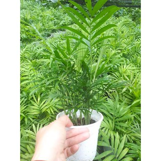 Cây Cau Tiểu Trâm Trồng Chậu Mềm Làm Cây Để Bàn Hợp Phong Thủy Cao 15-20cm