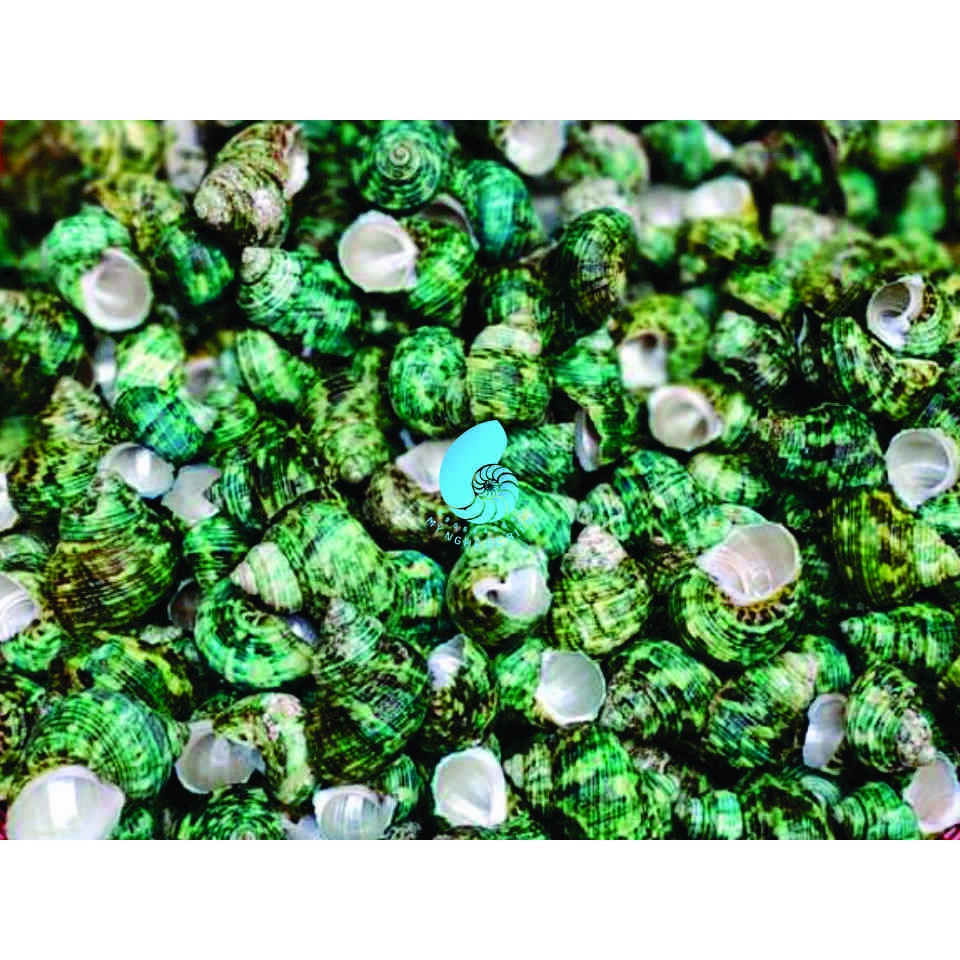 FULL VỎ SIZE 3-4cm - VỎ ỐC VỖ XANH - MẶT TRĂNG XANH - XÀ CỪ XANH. Trang trí nhà cửa