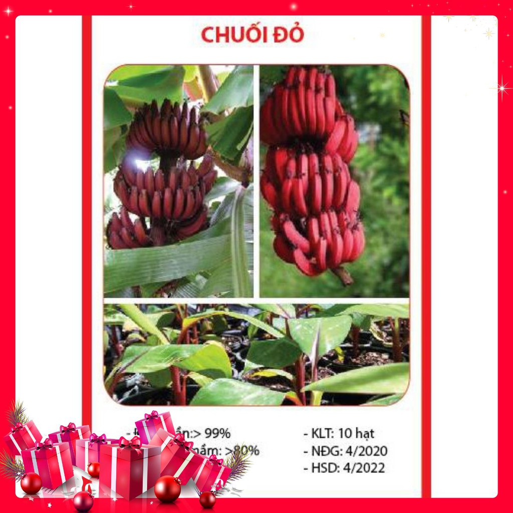 Hạt Giống Chuối Đỏ - 10 Hạt
