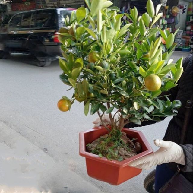 Chậu nhựa Bonsai đỏ gạch size 35x21cm_Chậu quất, đào, cam, trồng rau, hoa,cây cảnh