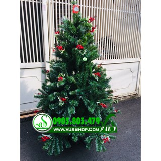 CÂY THÔNG XANH GẮN TRÁI ĐỎ TÁN DÀY ĐẸP TẶNG DÂY KIM TUYẾN VÀ NGÔI SAO CAO TỪ 90CM ĐẾN 2M1