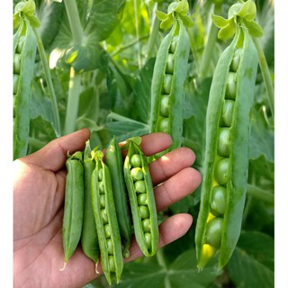 Hạt giống đậu Hà Lan lấy hạt