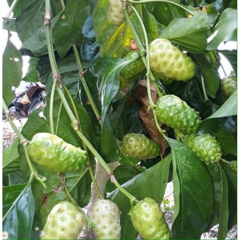 Quả nhàu khô đóng gói 1kg ship nhanh toàn quốc