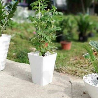 Chậu nhựa vuông cao 25cm hàng đẹp