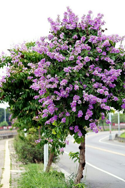 Cây bằng lăng