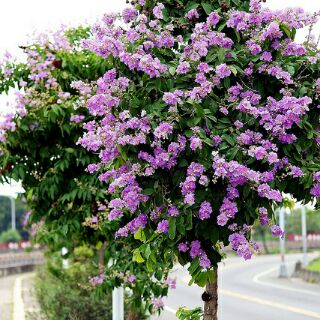 cây bằng lăng tím cao từ 50-100cm