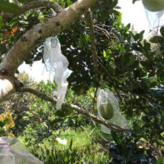 [shopluoidanhca] Túi bọc mít lưới cước thái lan combo 10 túi [CHUẨN THÁI LAN]