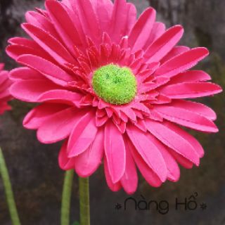 Chậu Hoa đồng tiền