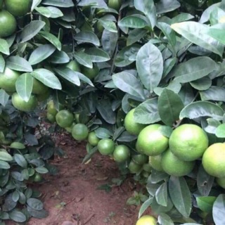 2 Cây giống chanh tứ quý