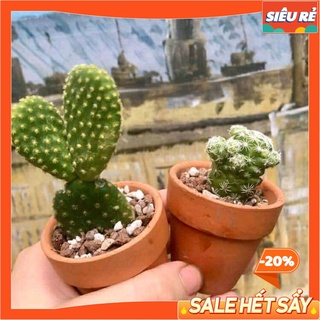 [SIÊU CUTE] - Chậu xương rồng trứng chim KÈM CHẬU GỐM MINI