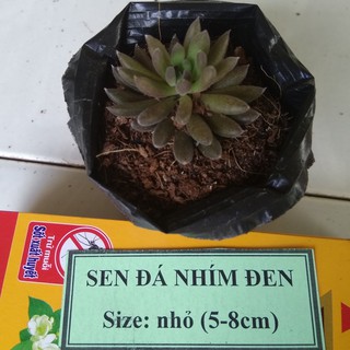 Sen đá nhím đen - size nhỏ (5-8cm)